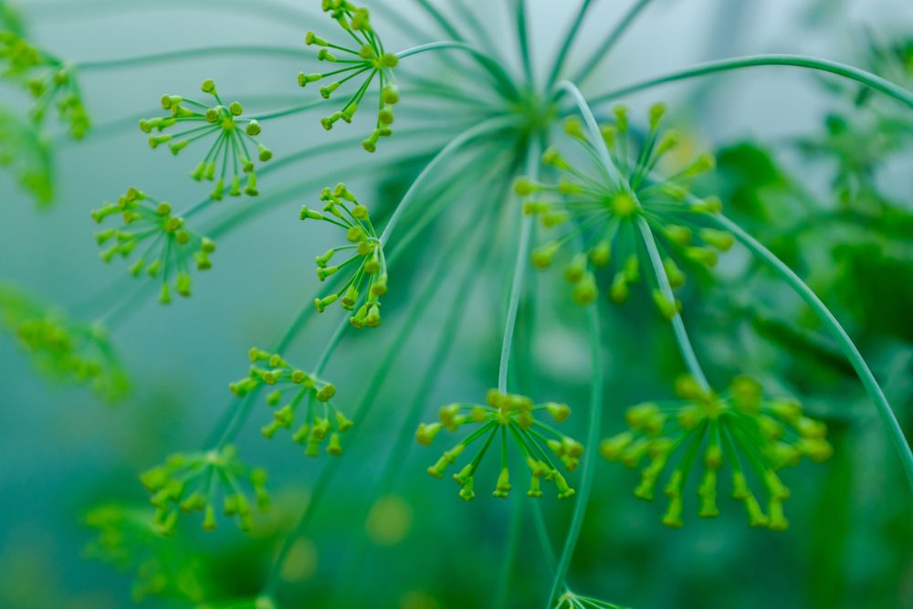 dill plant