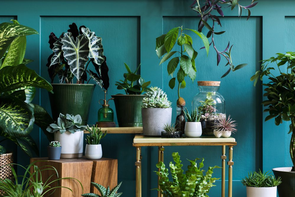 plant