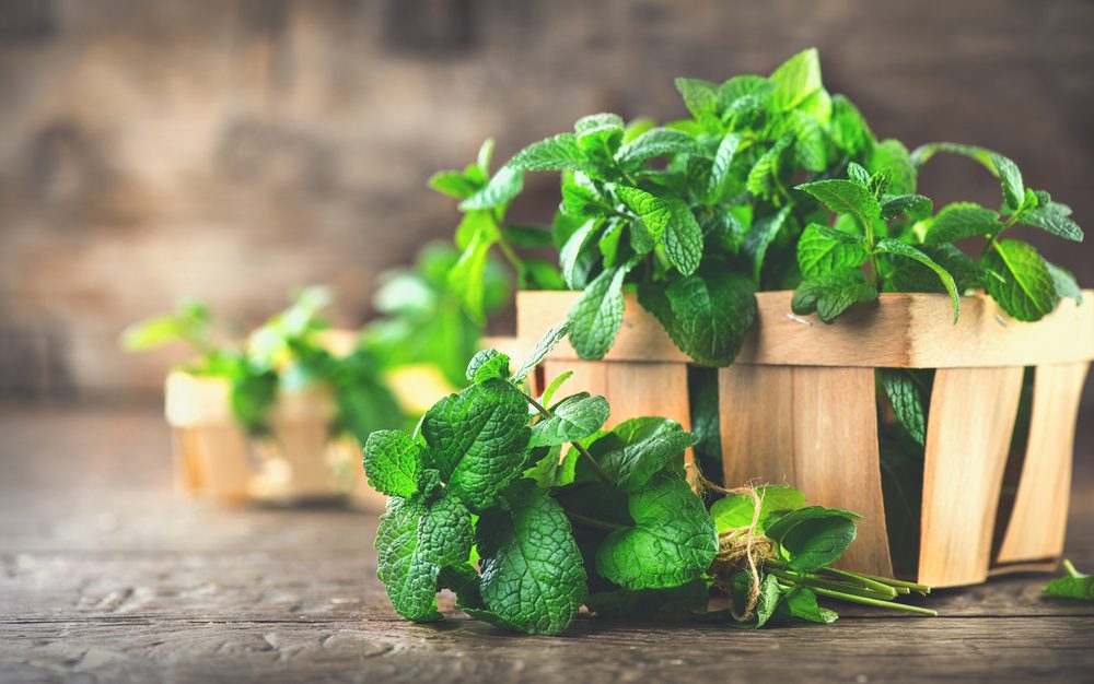spearmint plant