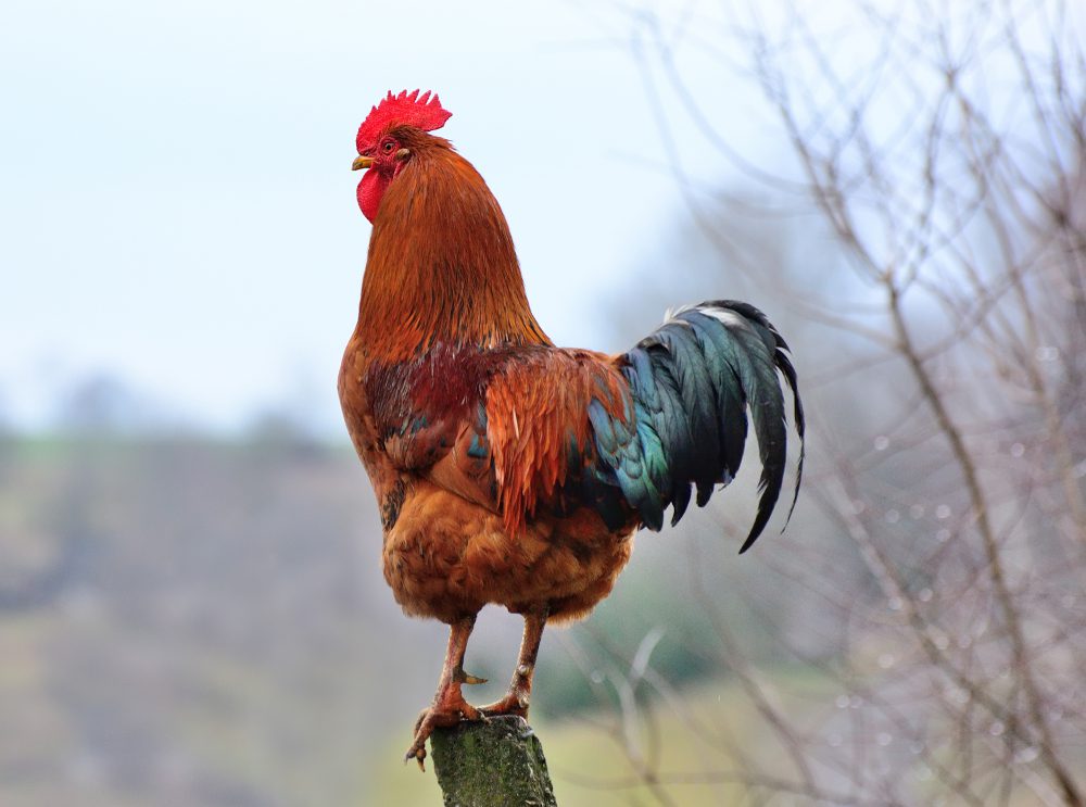 poultry